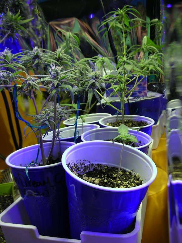 smokefrogg�s grow journal 16oz. beer cup challenge